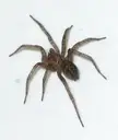 Tegenaria