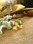 A greyhound lying down on a yellow pillow with a green frog, cow, and brown plush stuffed animals.