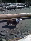 Shrimpy, a brindle and white dog, standing on a sandy beach among large driftwood logs