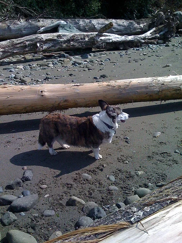 Shrimpy on the Beach
