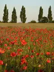 Red poppies in a field with tall poplar trees under a clear sky, aesthetic 4k landscape photography
