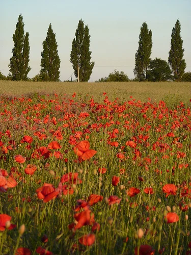 Poppy field