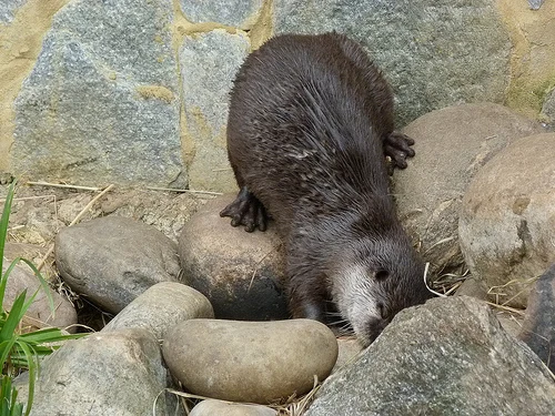 Oriental Small-clawed Otter