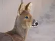 Close-up profile of a brown deer looking right against a blurred neutral background.