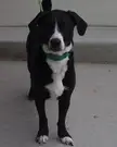 A cute black and white dog wearing a green collar standing on a concrete surface.