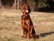 A reddish-brown Irish Setter dog smiling with its tongue out in a grassy field.