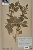 Plants described in 1753