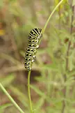 A yellow and black striped caterpillar on a thin green plant stem, wildlife photography close-up.