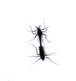 A black and white cursed image of two insects connected end-to-end against a plain white background.