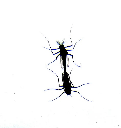 Bugs