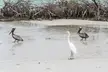 Two brown pelicans and one white egret on a sandy beach near shallow water and mangroves