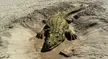 A sand sculpture of a crocodile and a human leg on a sandy beach