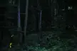 Photinus Carolinus fireflies glowing yellow among trees and foliage in a dark Pennsylvania forest