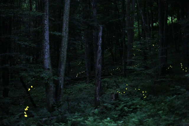 Photinus Carolinus fireflies in Pennsylvania, 2013