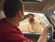 Scout and Caesar #3: a man in a red t-shirt reaching out of a car window to pet a Highland cow