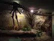 Megalosaurus dinosaur skeleton in a museum exhibit with a mural, rock formation, and artificial ferns