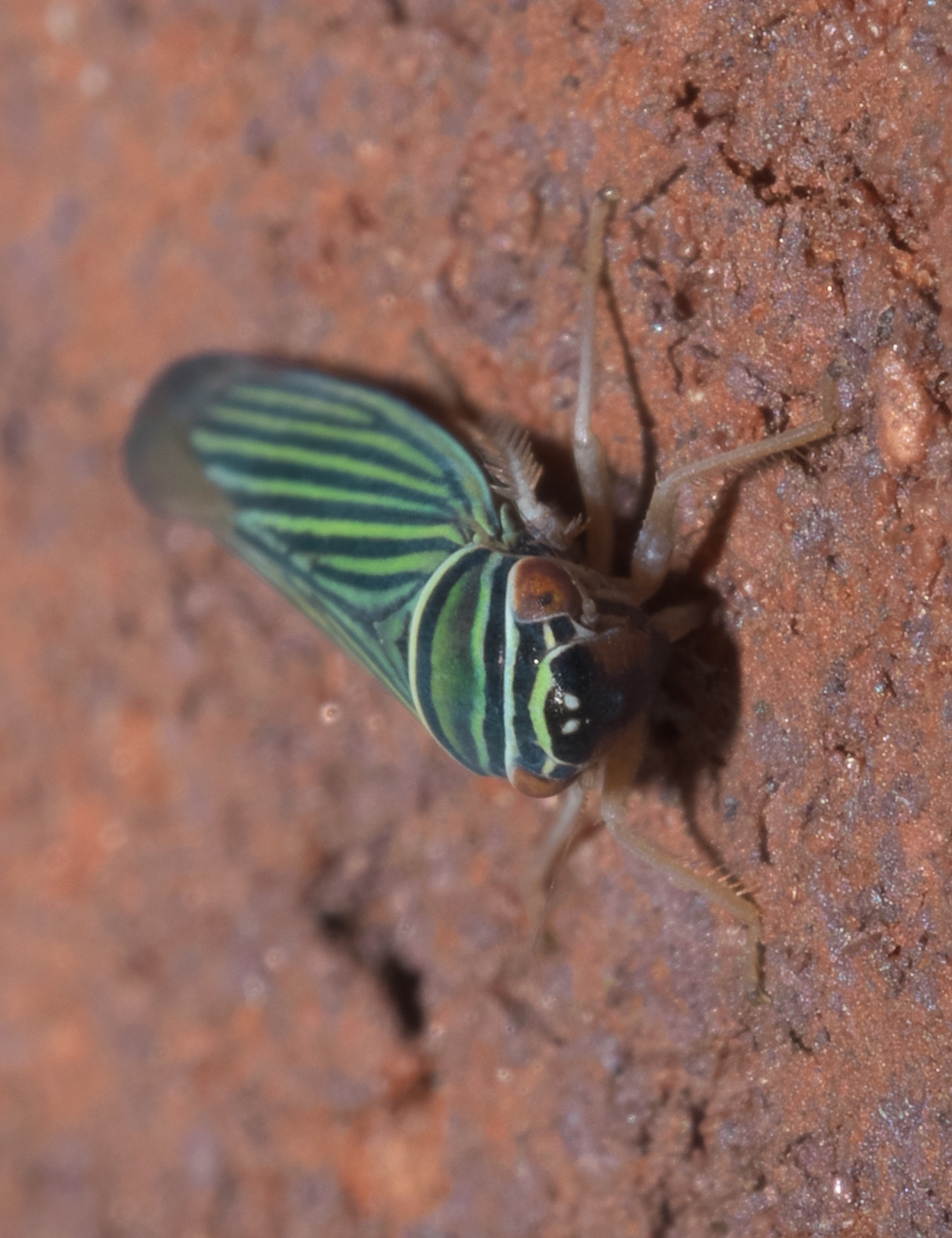 Tylozygus bifidus