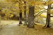 Autumn forest path with vibrant yellow leaves covering the ground and branches, aesthetic wallpaper desktop 4k