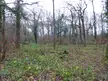Sayer's Croft local nature reserve with bare trees, green foliage, and fallen brown leaves.