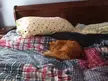 An orange cat curled up asleep on a bed with a plaid comforter and a patterned pillow.