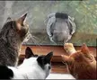 Brown tabby, black and white, and orange fluffy cats watching a grey pigeon through a window