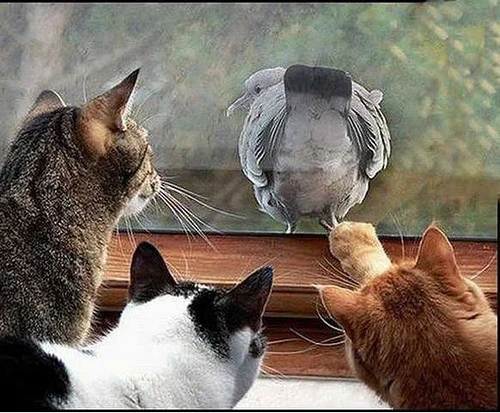 BirdMoon