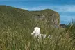 Wandering albatross with a pink beak standing in tall grass on a coastal cliff overlooking the blue ocean