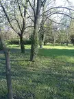 Trees with climbing ivy in a grassy outdoor park, ideal for a nature aesthetic wallpaper