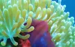 Close-up of a delicate sea anemone with pale green tentacles and a purple and red center underwater.