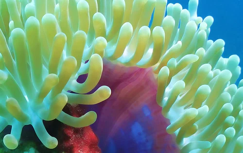 050 - Delicate Anemone