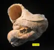 Lists of prehistoric life in the United States