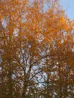 Tall tree with vibrant orange autumn leaves against a clear blue sky, perfect for a fall desktop wallpaper 4k