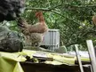 A brown chicken standing on a white plastic crate surrounded by green foliage and rocks.
