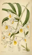 Dendrobium crystallinum botanical illustration with white and yellow orchid flowers and green leaves on beige
