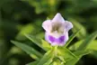 Plantaginaceae (1)
