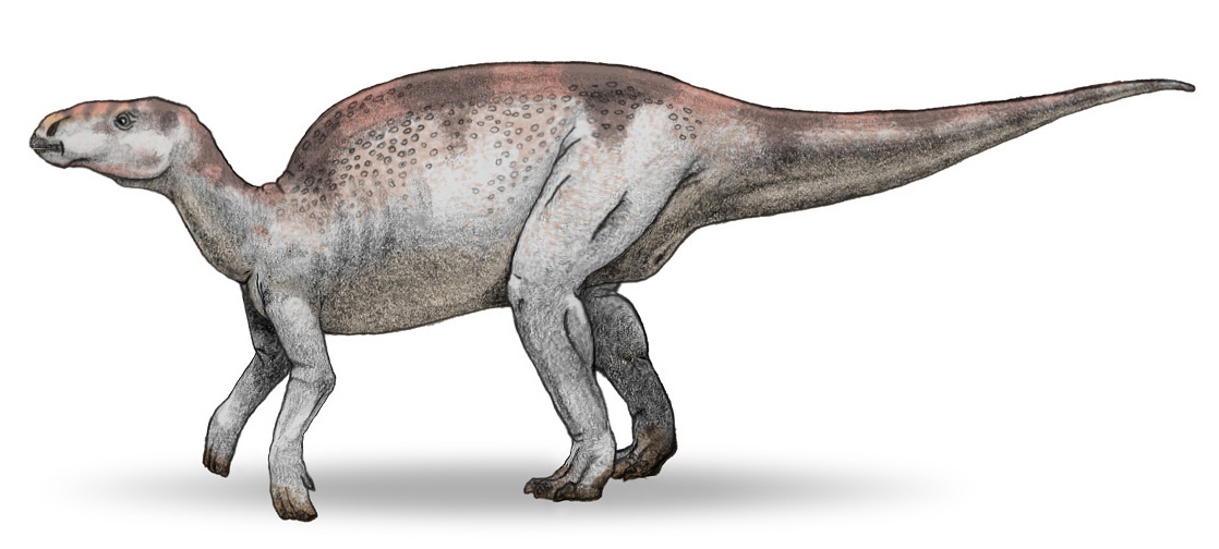 Probactrosaurus