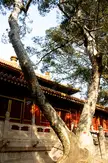 Imperial garden landscape with two weathered trees framing a traditional Chinese building with a red facade and golden roof