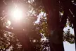 Ohio sunshine filtering through tall green trees and leaves in a forest