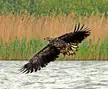 Haliaeetus