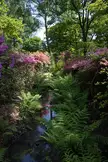 Beautiful landscape of a garden stream with green ferns, pink flowering shrubs, and tall trees