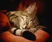 A cute brown tabby kitten sleeping on soft orange fabric