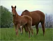 Esperanza, a brown foal standing in a grassy field next to a larger brown horse under a pale sky