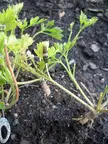 A baby caterpillar with a patterned body resting on green plant leaves in dark soil.