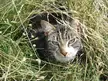 Denzil, a cute tabby cat with green eyes, crouching and hiding in tall, dry grass.