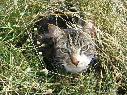 Denzil