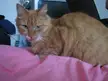Carlos, an orange tabby cat, lying down on a pink fabric surface.