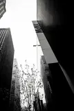 Black and white city skyline featuring skyscrapers, a MoMA sign, and a leafless tree in an urban city street.