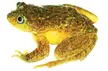 Amphibians of Peru