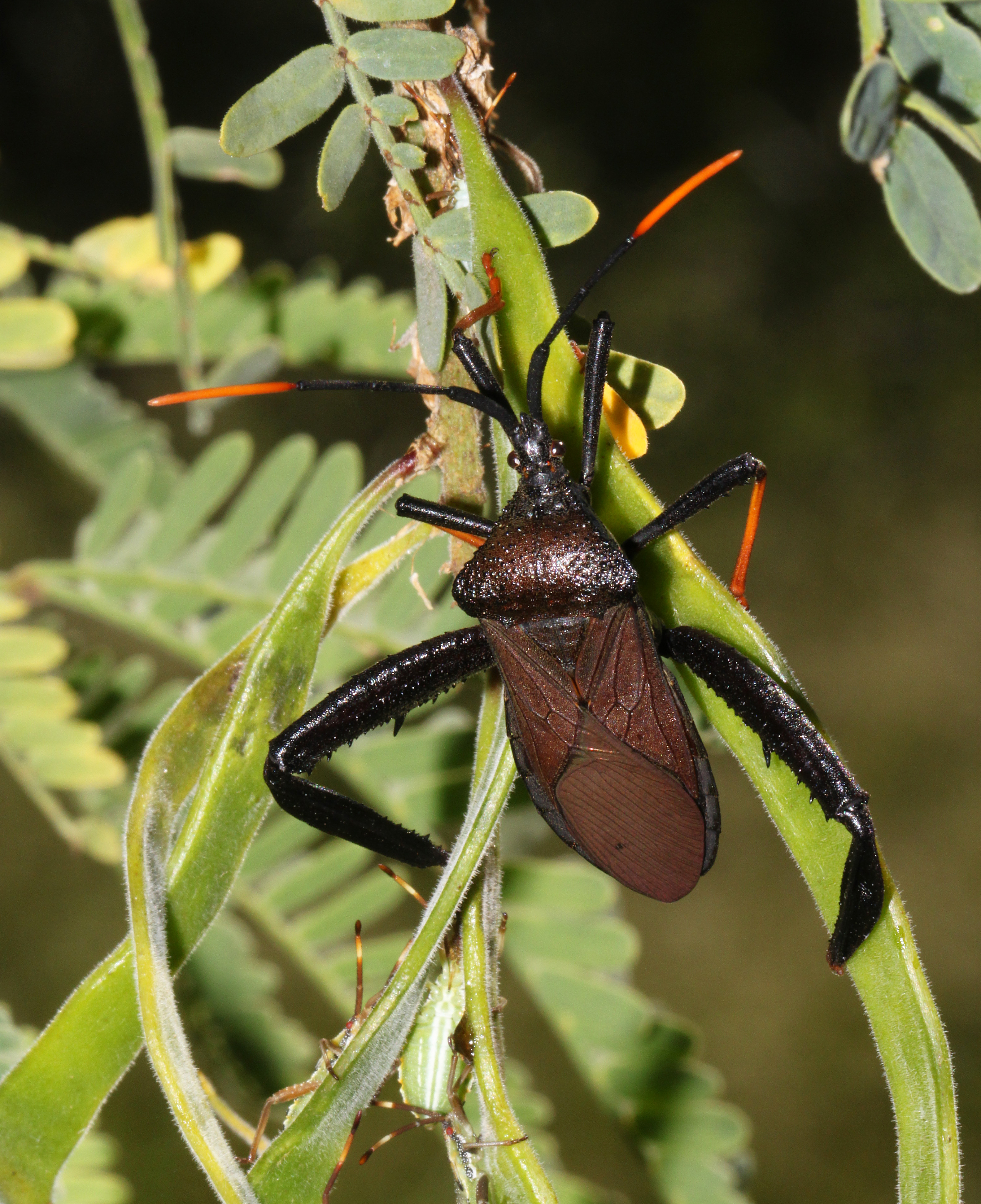 Giant agave bug, Acanthocephala thomasi | Scrolller