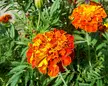 Shades of orange